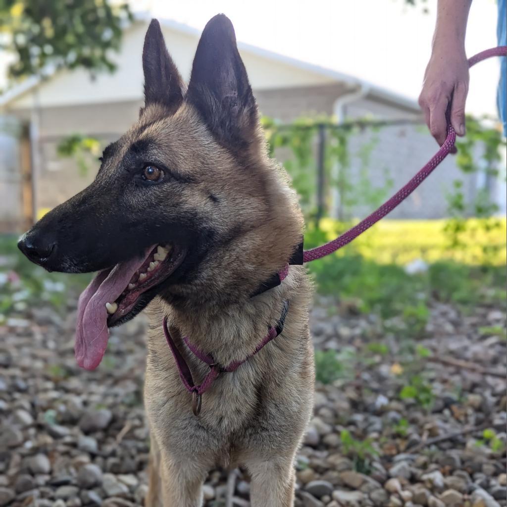 Gretchen, an adoptable German Shepherd Dog in Newton, IA, 50208 | Photo Image 2