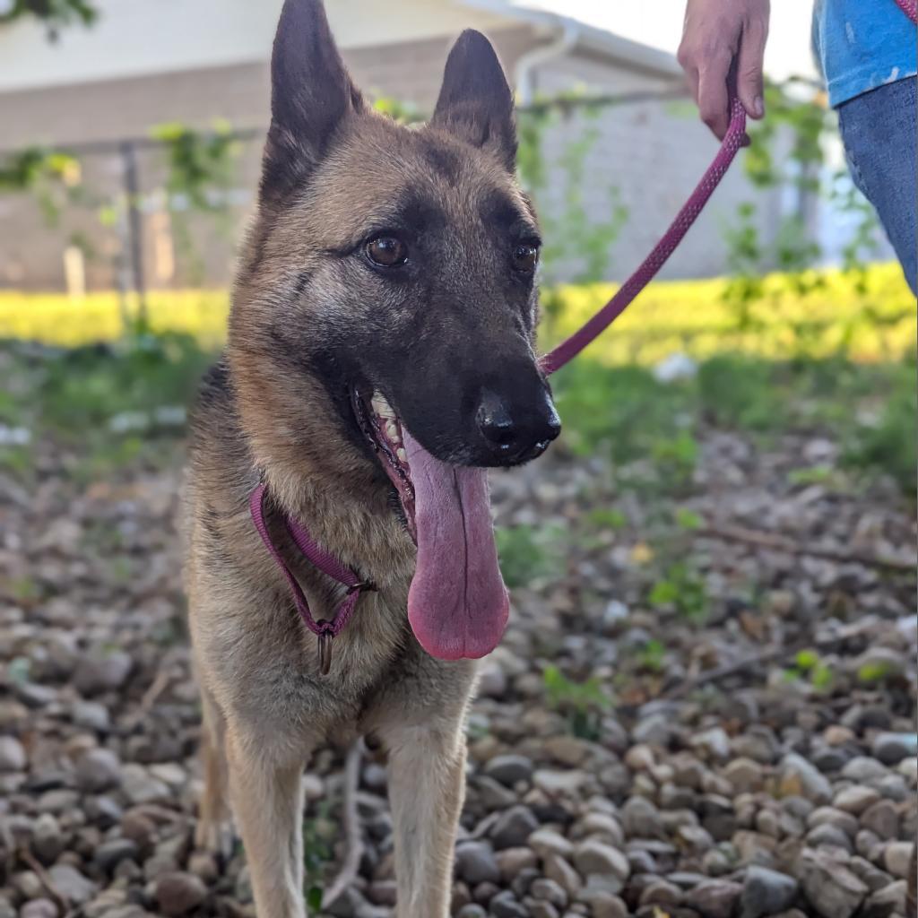 Gretchen, an adoptable German Shepherd Dog in Newton, IA, 50208 | Photo Image 3
