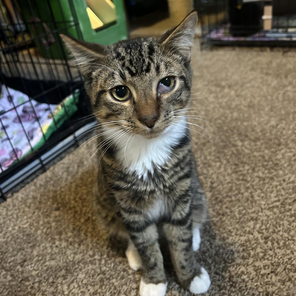 Pawmise, an adoptable Domestic Short Hair in Veneta, OR, 97487 | Photo Image 1