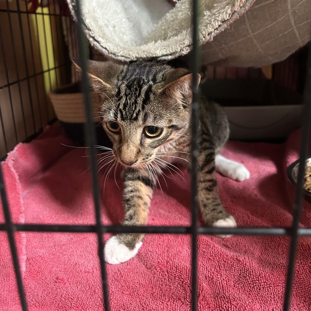 Pawmise, an adoptable Domestic Short Hair in Veneta, OR, 97487 | Photo Image 2