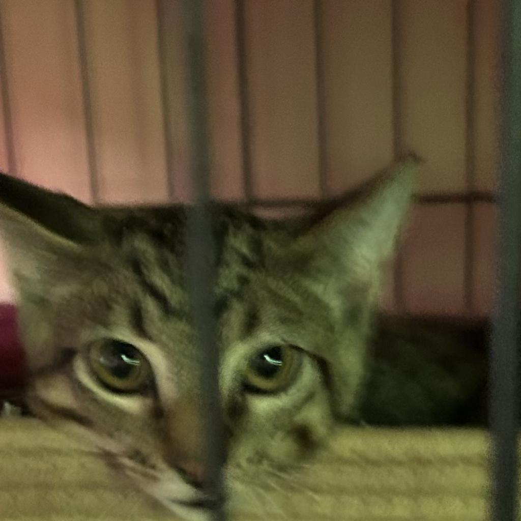 Pawmise, an adoptable Domestic Short Hair in Veneta, OR, 97487 | Photo Image 3