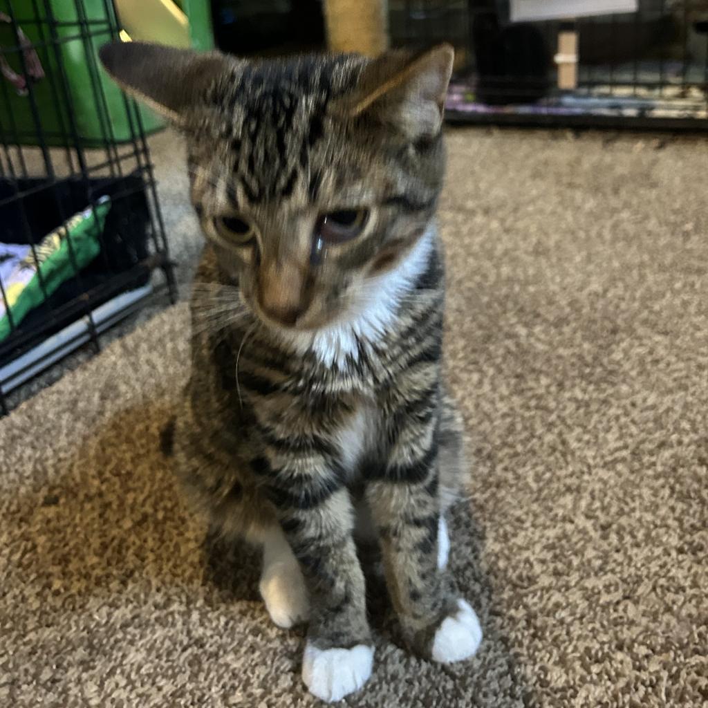 Pawsome, an adoptable Domestic Short Hair in Veneta, OR, 97487 | Photo Image 2