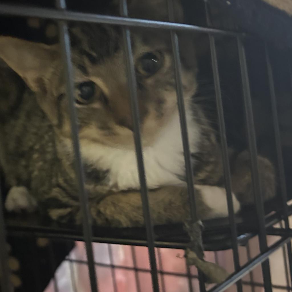 Pawsome, an adoptable Domestic Short Hair in Veneta, OR, 97487 | Photo Image 3
