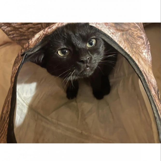 Merlin