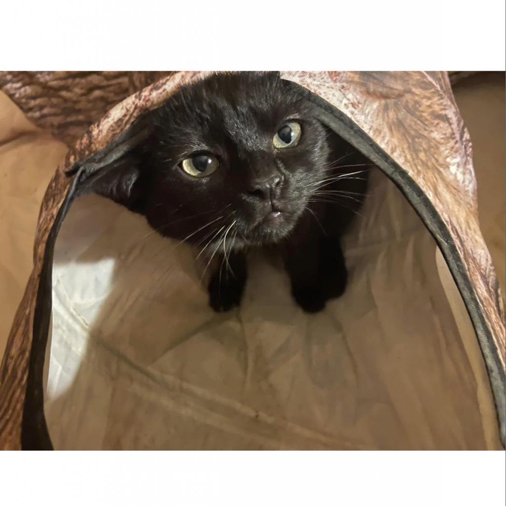 Merlin, an adoptable Domestic Short Hair in Veneta, OR, 97487 | Photo Image 1