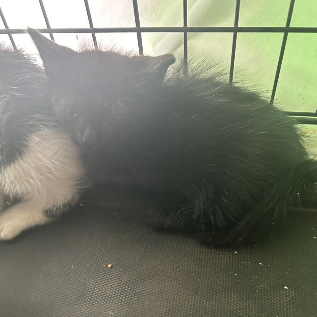 Merlin, an adoptable Domestic Short Hair in Veneta, OR, 97487 | Photo Image 2