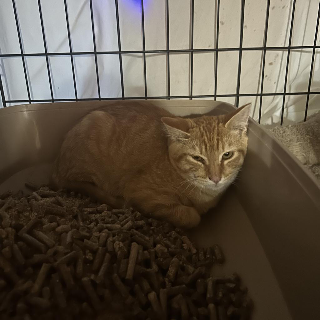 Garfield, an adoptable Domestic Short Hair in Veneta, OR, 97487 | Photo Image 2