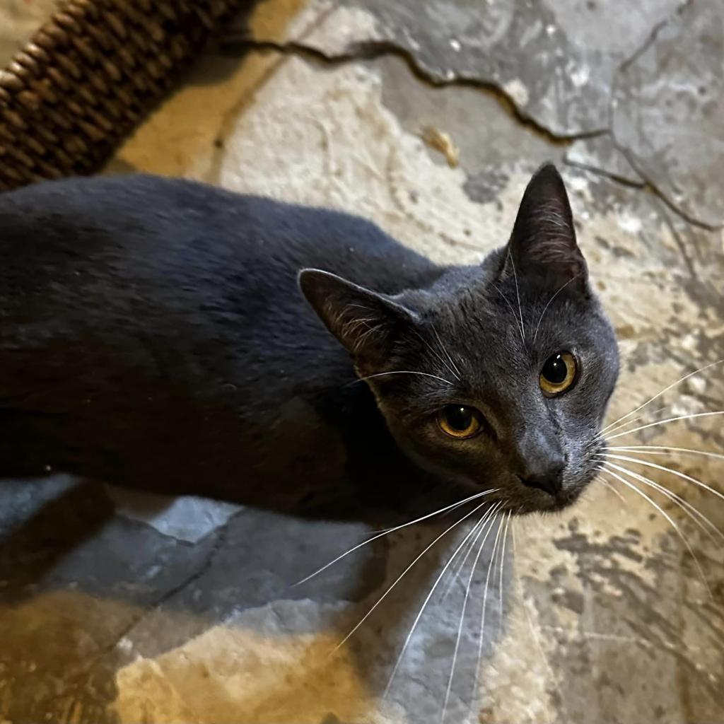 Mystery, an adoptable Domestic Short Hair in Veneta, OR, 97487 | Photo Image 1