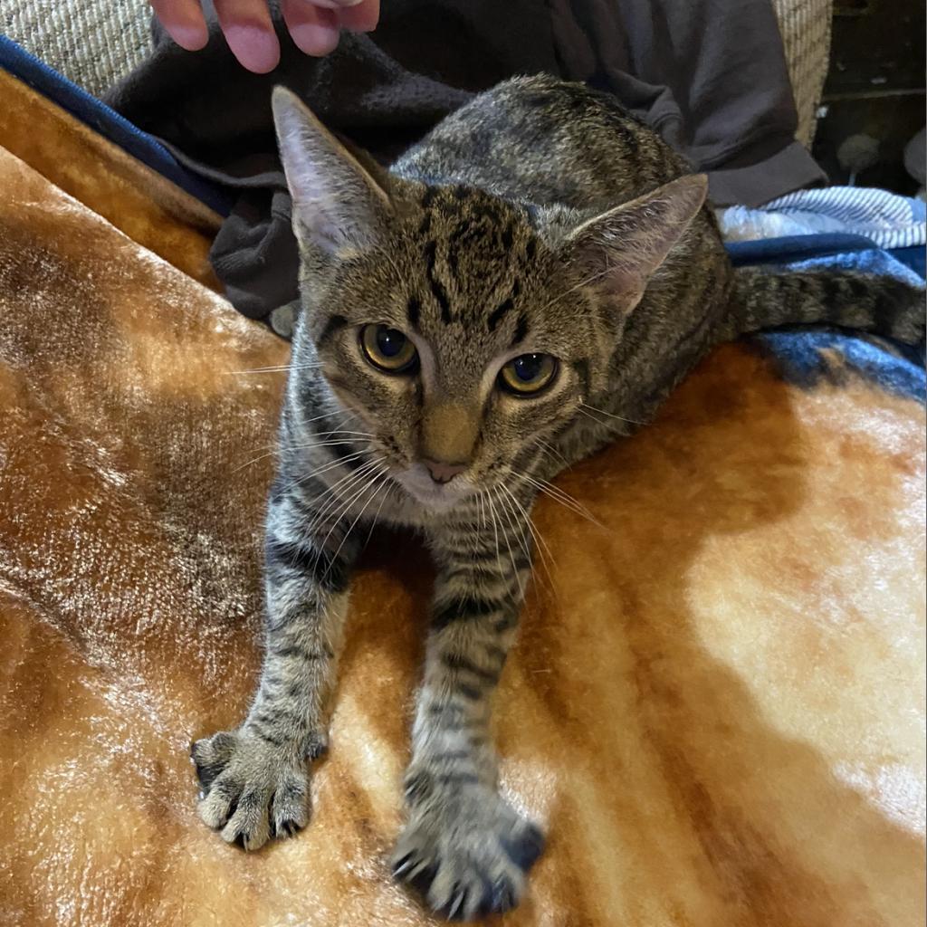 Nod, an adoptable Domestic Medium Hair in Veneta, OR, 97487 | Photo Image 1