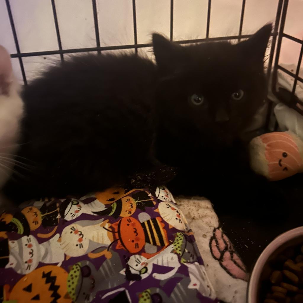Muertos, an adoptable Domestic Long Hair in Veneta, OR, 97487 | Photo Image 1