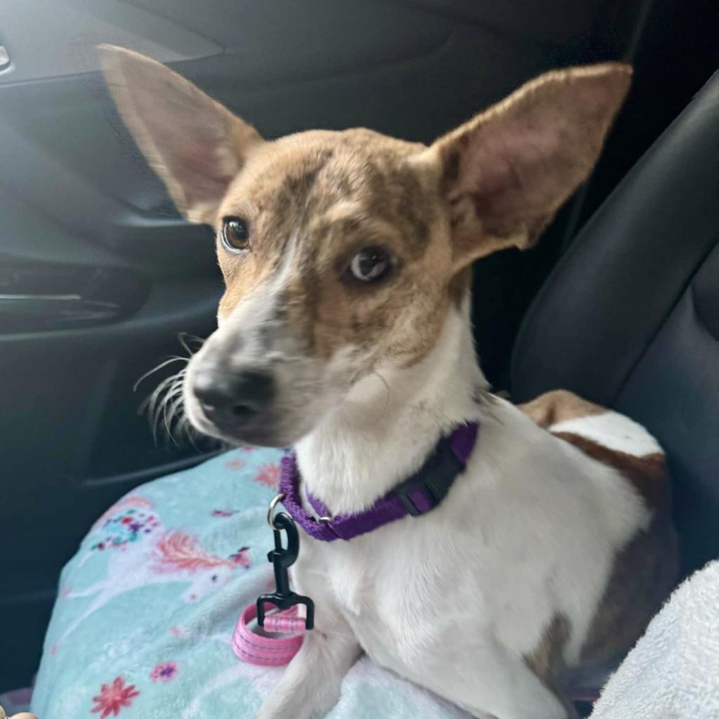 Pippa
