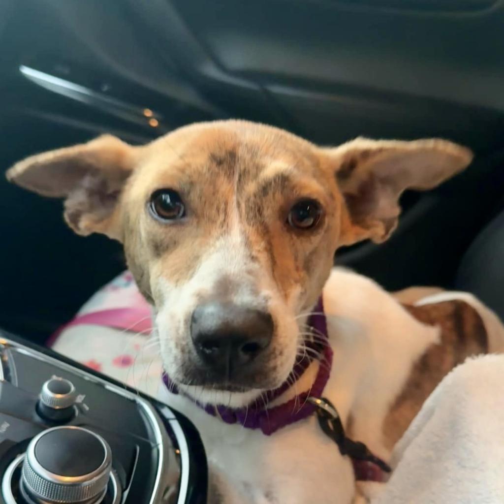 Pippa