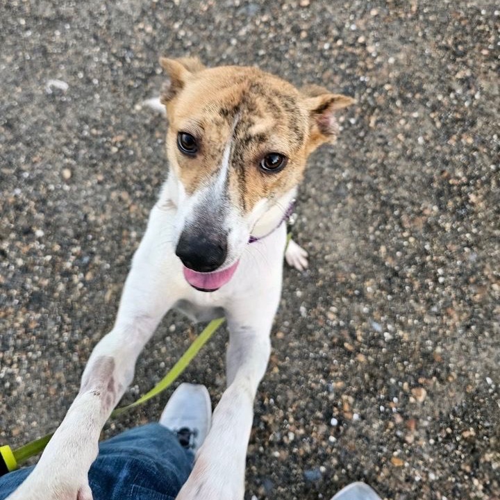 Pippa