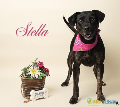 Stella