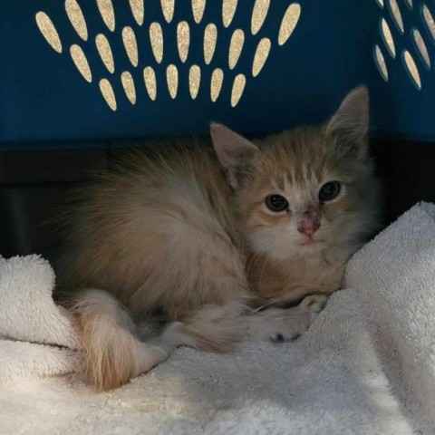 Frenzy, an adoptable Domestic Medium Hair in Reno, NV, 89502 | Photo Image 2