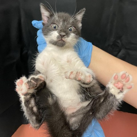 Claws, an adoptable Domestic Medium Hair in Reno, NV, 89502 | Photo Image 2