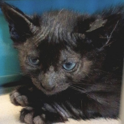 Bolts, an adoptable Domestic Medium Hair in Reno, NV, 89502 | Photo Image 1