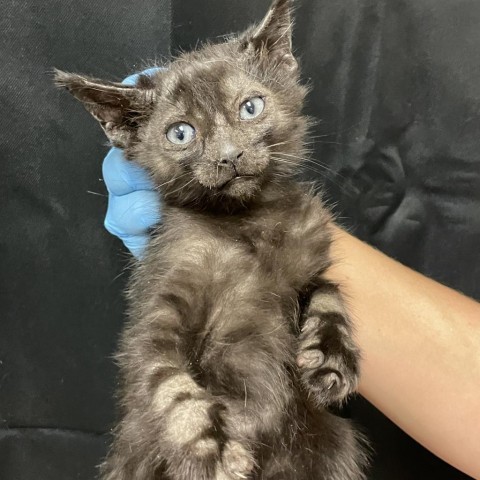 Bolts, an adoptable Domestic Medium Hair in Reno, NV, 89502 | Photo Image 2