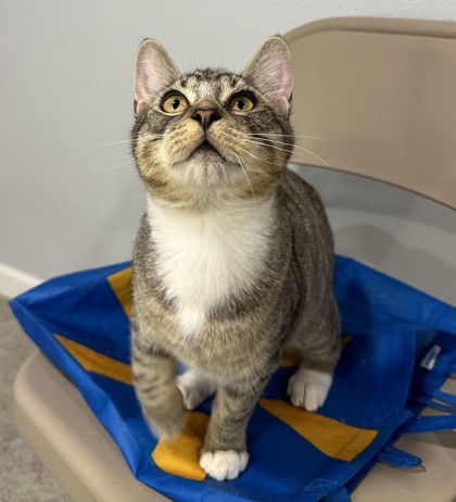 Sprout aka Tank, an adoptable Domestic Short Hair in Pendleton, OR, 97801 | Photo Image 1