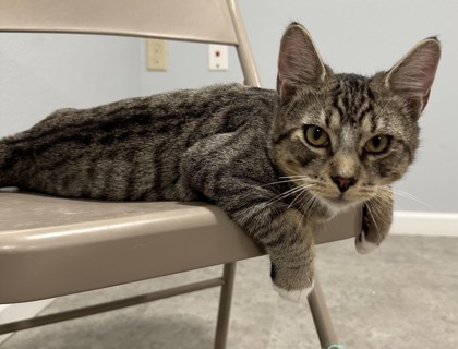 Sprout aka Tank, an adoptable Domestic Short Hair in Pendleton, OR, 97801 | Photo Image 2