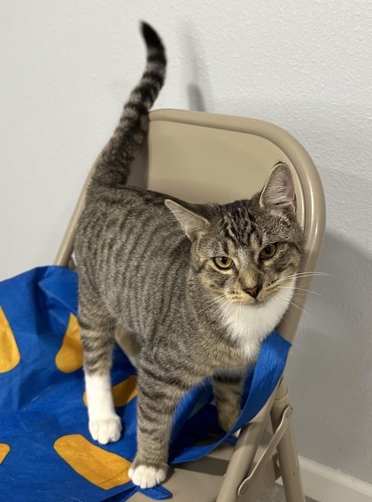 Sprout aka Tank, an adoptable Domestic Short Hair in Pendleton, OR, 97801 | Photo Image 3