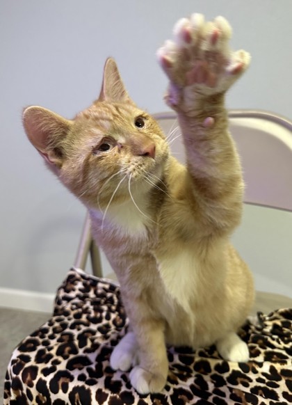 Benson aka Simba, an adoptable Domestic Short Hair in Pendleton, OR, 97801 | Photo Image 1