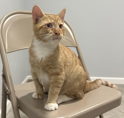 Benson aka Simba, an adoptable Domestic Short Hair in Pendleton, OR, 97801 | Photo Image 2