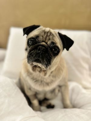 Animal Profile Tattie is a 20lb 6-year-old female pug that found herself in need of rescue when sh