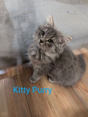 Kitty Purry