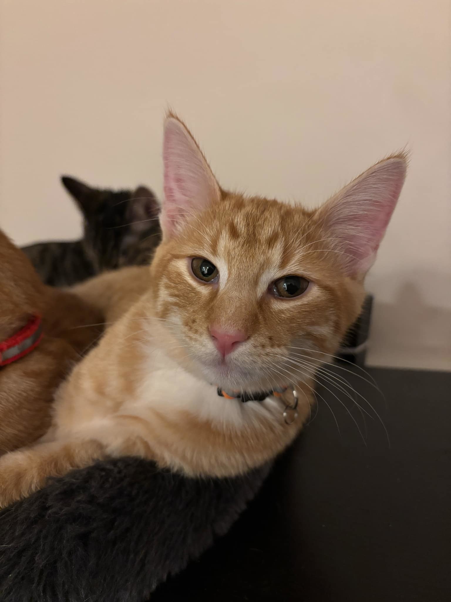 Cheddar