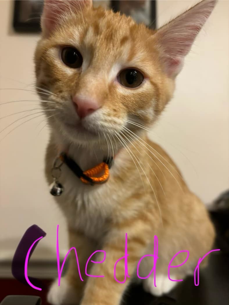 Cheddar