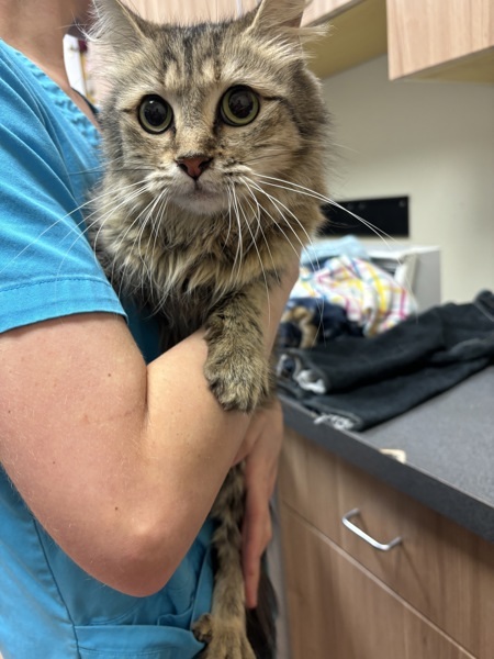 Tiff, an adoptable Domestic Medium Hair in Kennewick, WA, 99336 | Photo Image 1