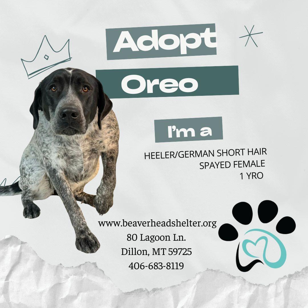 Oreo, an adoptable Australian Cattle Dog / Blue Heeler, Mixed Breed in Dillon, MT, 59725 | Photo Image 1