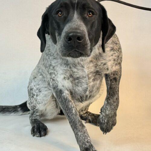 Oreo, an adoptable Australian Cattle Dog / Blue Heeler, Mixed Breed in Dillon, MT, 59725 | Photo Image 2