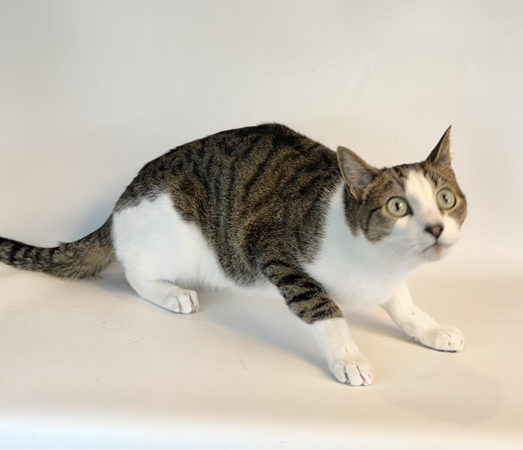 Chucky, an adoptable Domestic Short Hair in Dillon, MT, 59725 | Photo Image 1