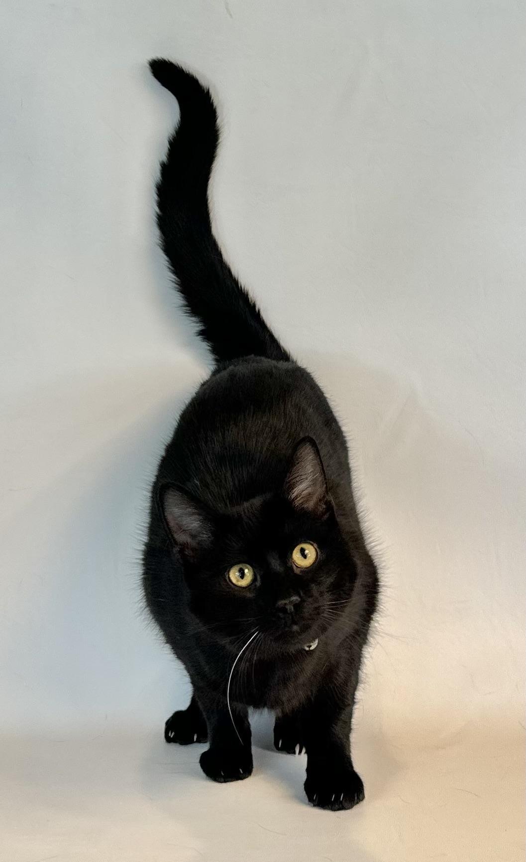 Kona, an adoptable Domestic Short Hair in Dillon, MT, 59725 | Photo Image 1