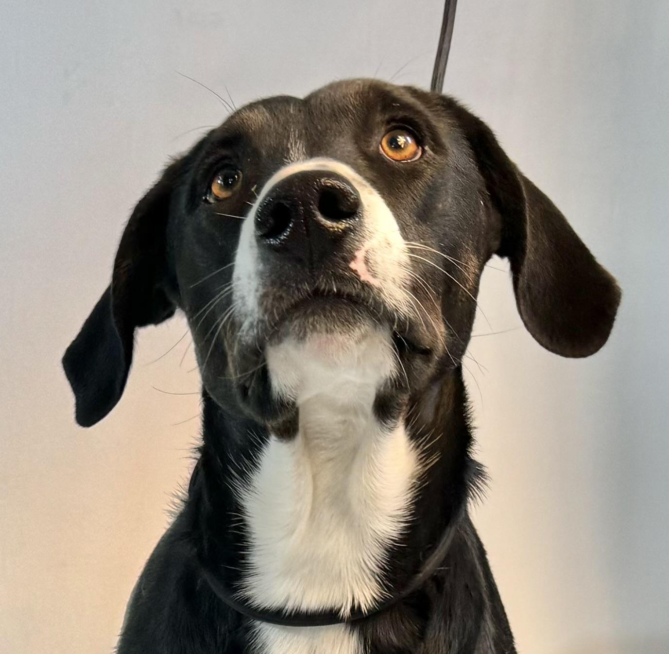 Scarlett, an adoptable Hound, Mixed Breed in Dillon, MT, 59725 | Photo Image 1