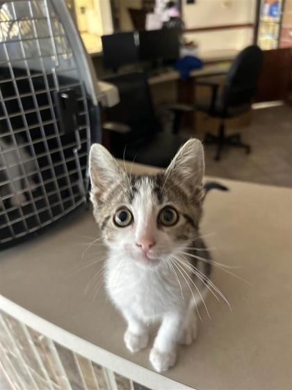 Friday The 13th, an adoptable Domestic Short Hair in Hutchinson, KS, 67504 | Photo Image 1