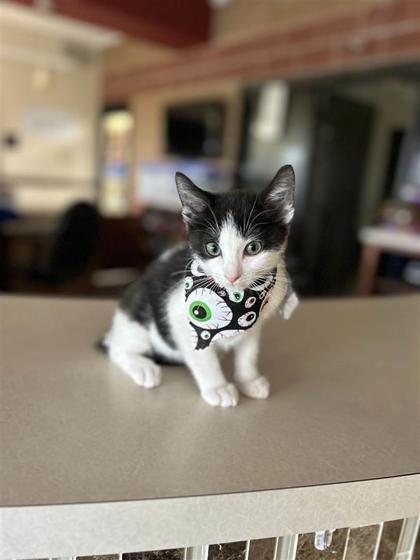 Poltergeist, an adoptable Domestic Short Hair in Hutchinson, KS, 67504 | Photo Image 1