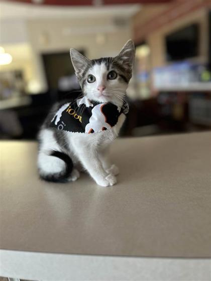 Scream, an adoptable Domestic Short Hair in Hutchinson, KS, 67504 | Photo Image 1