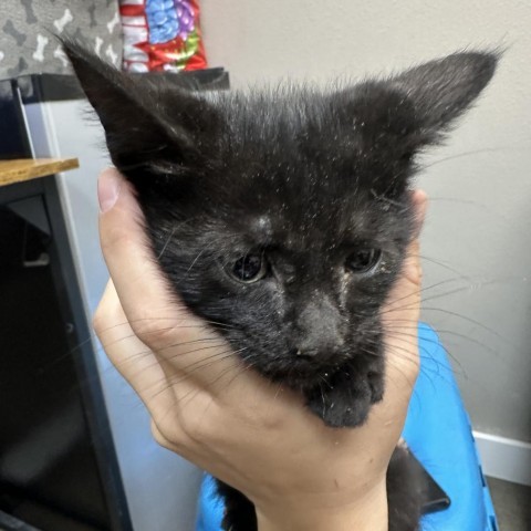 Moses, an adoptable Domestic Short Hair in Midland, TX, 79707 | Photo Image 1