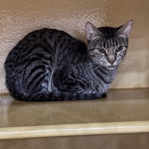 Lucy, an adoptable Domestic Short Hair in Midland, TX, 79707 | Photo Image 1