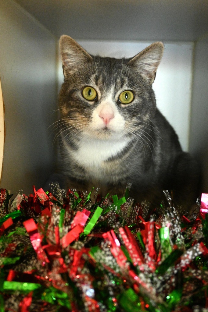Leaf, an adoptable Domestic Medium Hair in Ashland, WI, 54806 | Photo Image 1