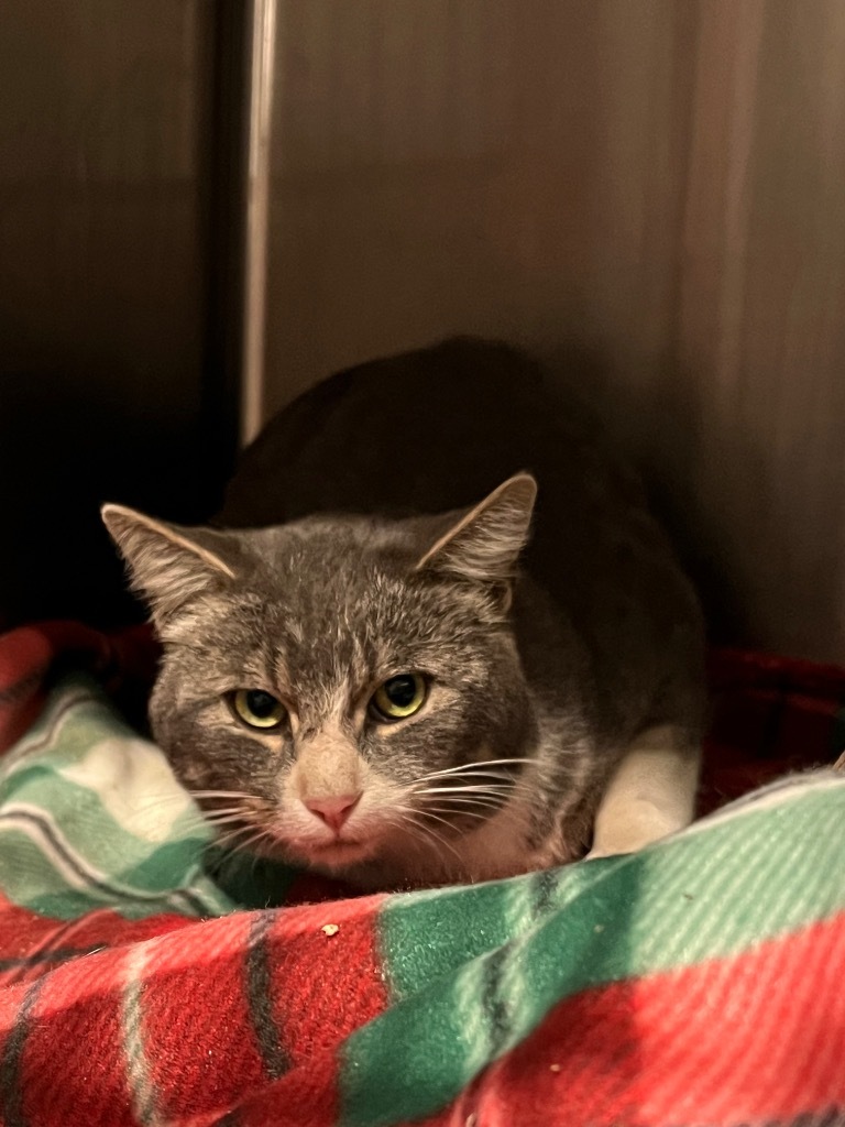 Leaf, an adoptable Domestic Medium Hair in Ashland, WI, 54806 | Photo Image 2