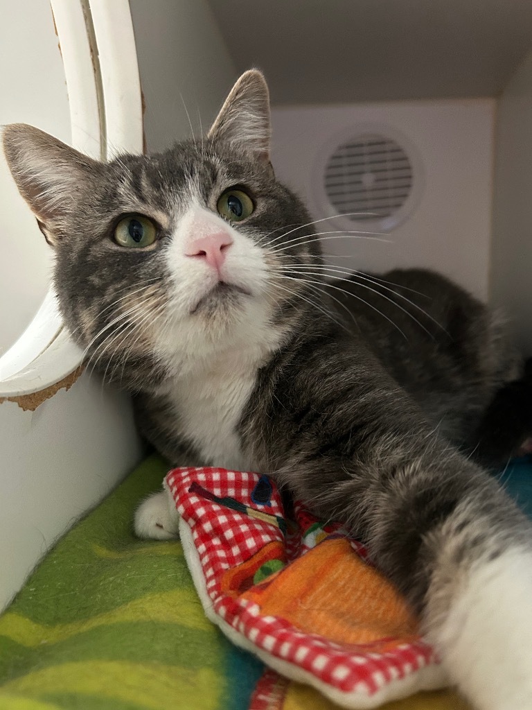 Leaf, an adoptable Domestic Medium Hair in Ashland, WI, 54806 | Photo Image 3