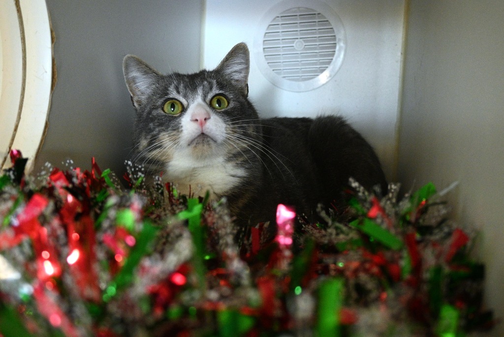 Leaf, an adoptable Domestic Medium Hair in Ashland, WI, 54806 | Photo Image 4