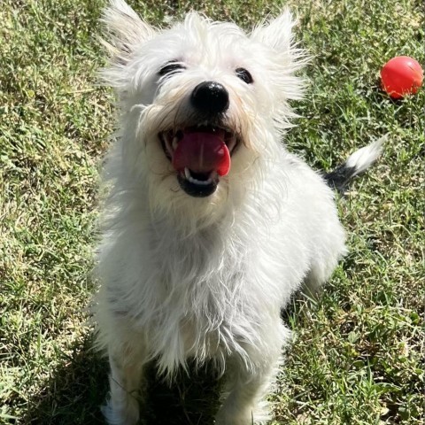 Boo, an adoptable Chihuahua, Terrier in Laredo, TX, 78041 | Photo Image 1