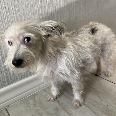 Boo, an adoptable Chihuahua, Terrier in Laredo, TX, 78041 | Photo Image 2