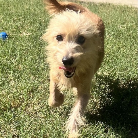 Pumpkin, an adoptable Chihuahua, Terrier in Laredo, TX, 78041 | Photo Image 1