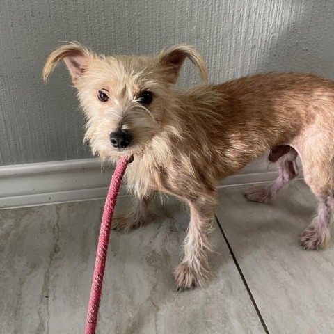 Pumpkin, an adoptable Chihuahua, Terrier in Laredo, TX, 78041 | Photo Image 2